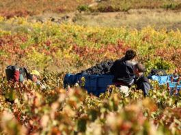 Vendimia y enoturismo en la Rioja Alavesa